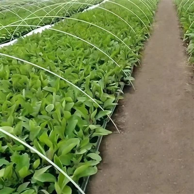 High Hoop Greenhouse